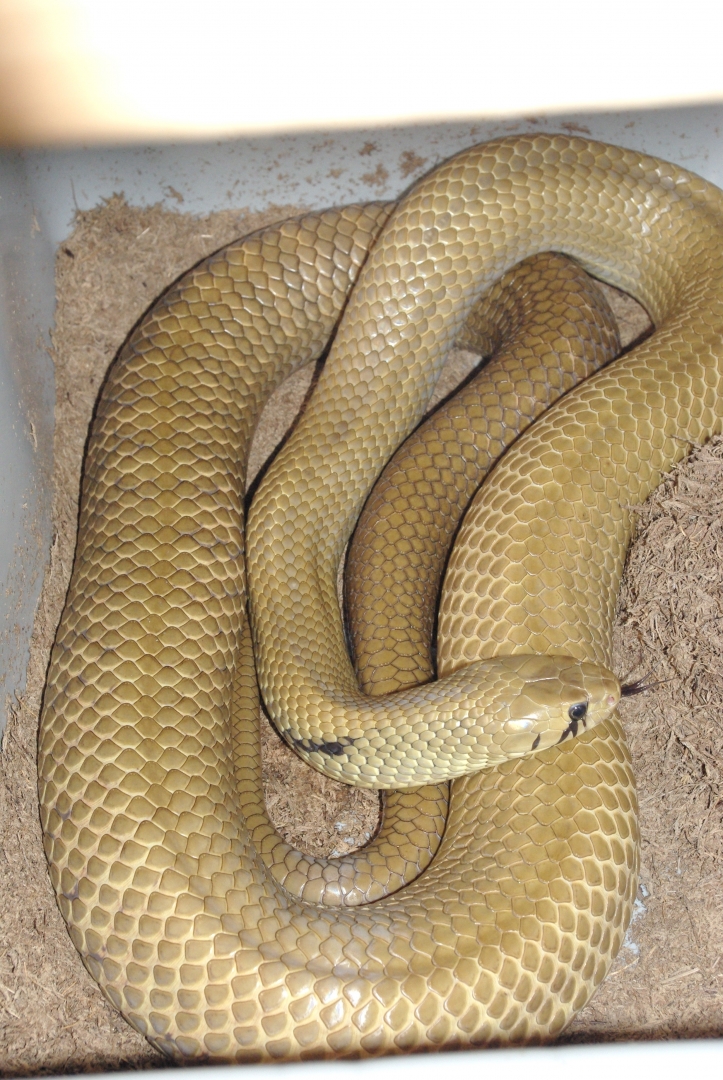Unicolor