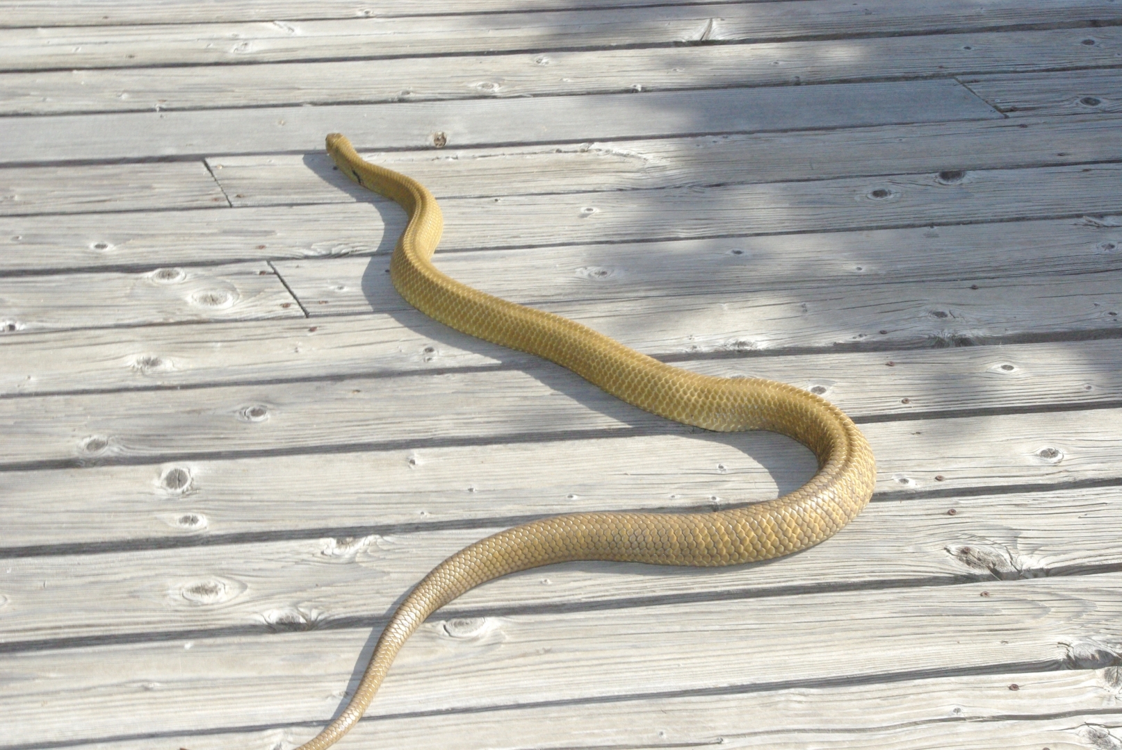unicolor