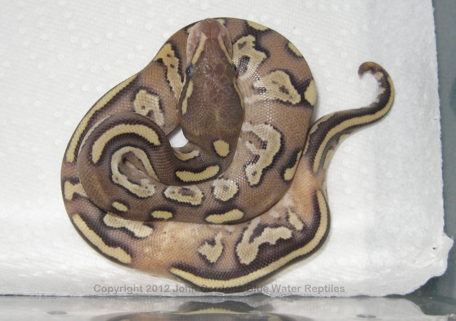 Unique Mojave Fire