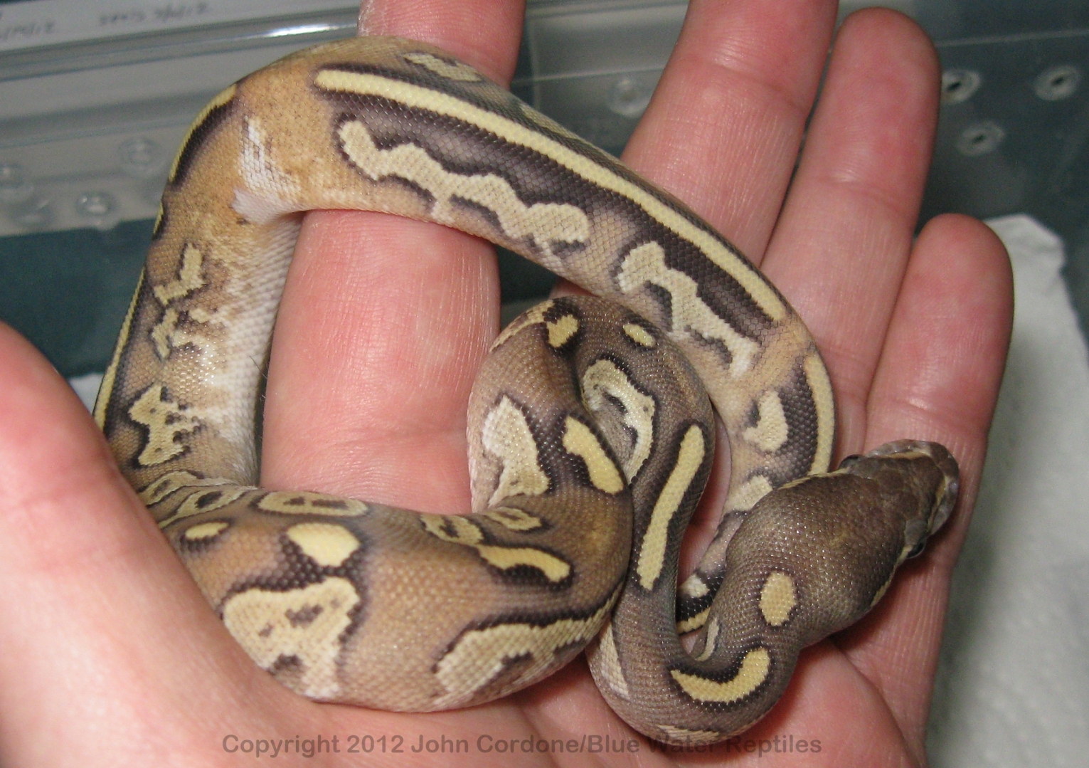 Unique Mojave Fire
