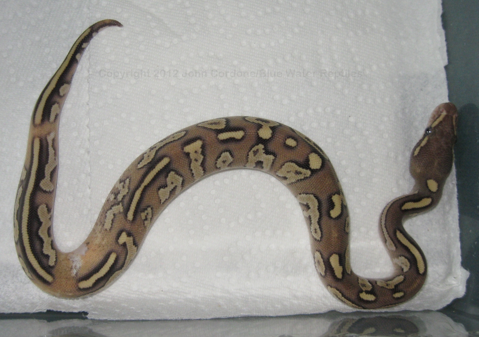 Unique Mojave Fire