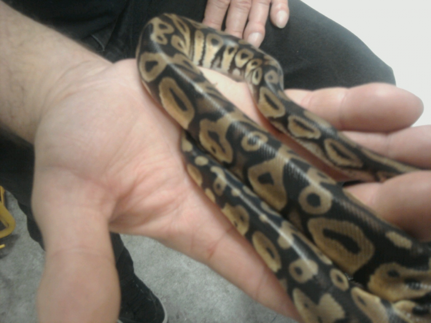 Unk female Back