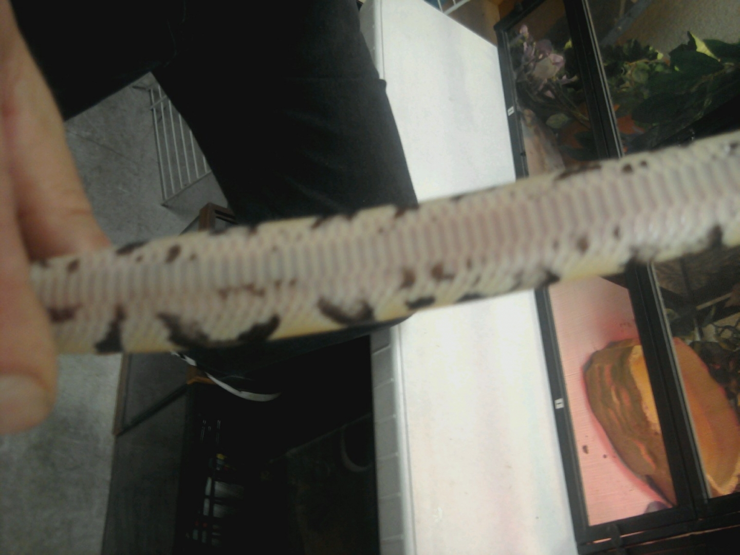 unk female Belly