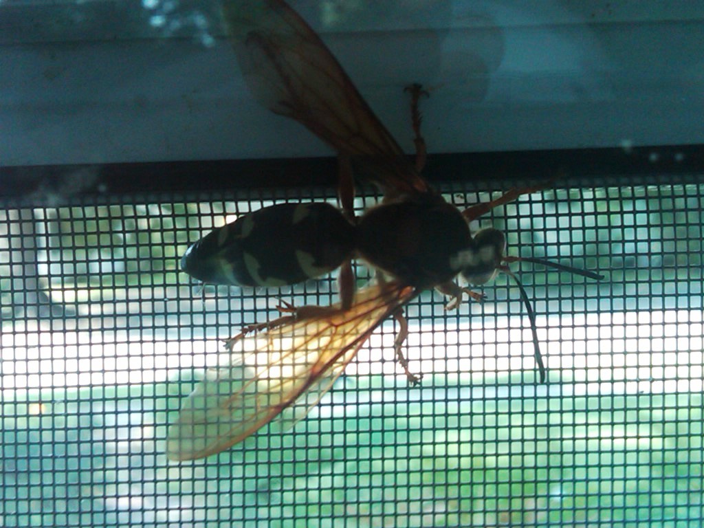Unknown Hornet