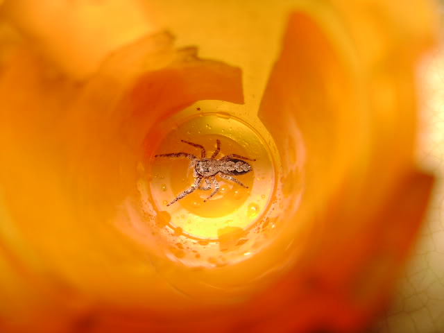 Unknown Jumping Spider