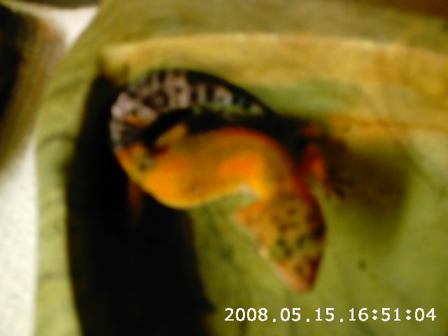 unknown morph