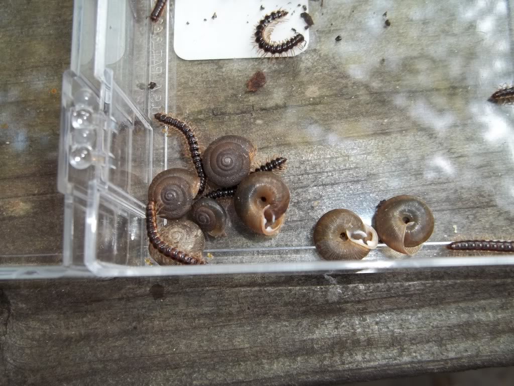 Unknown Snails and Centipedes