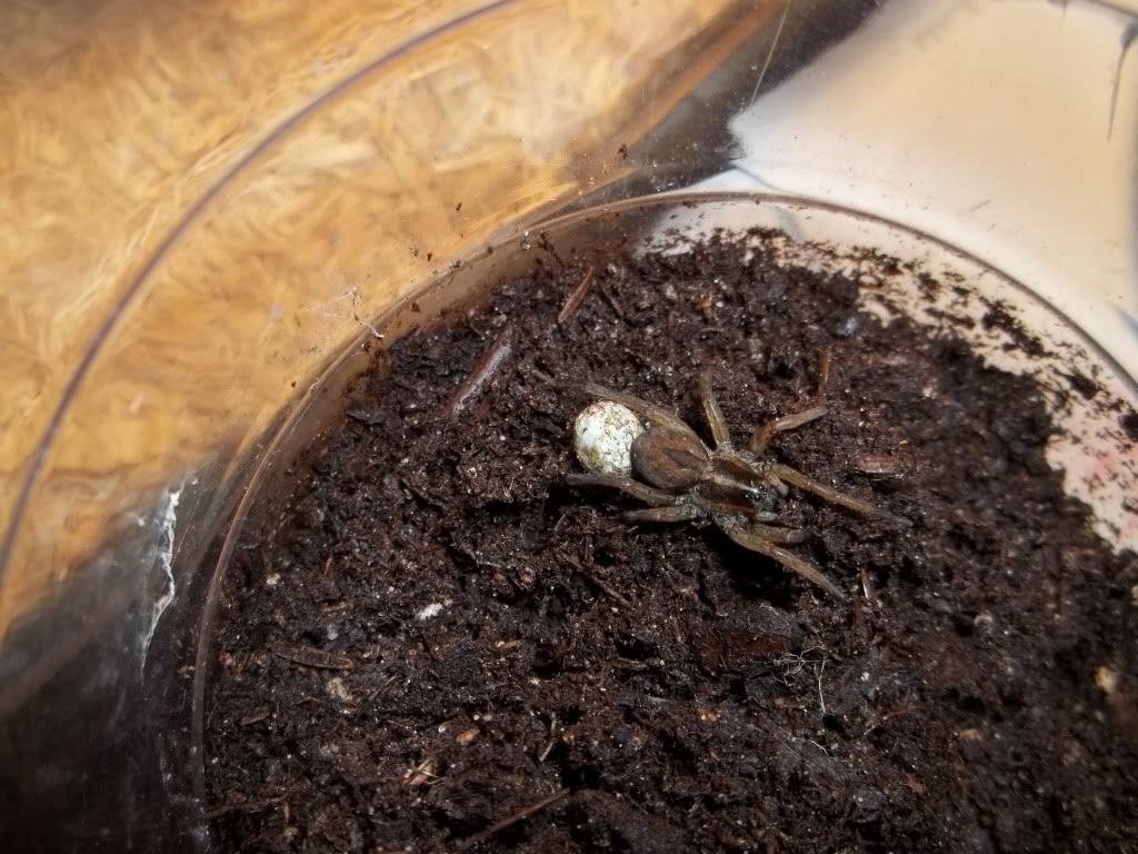 Unknown Wolf Spider w/Egg Sac