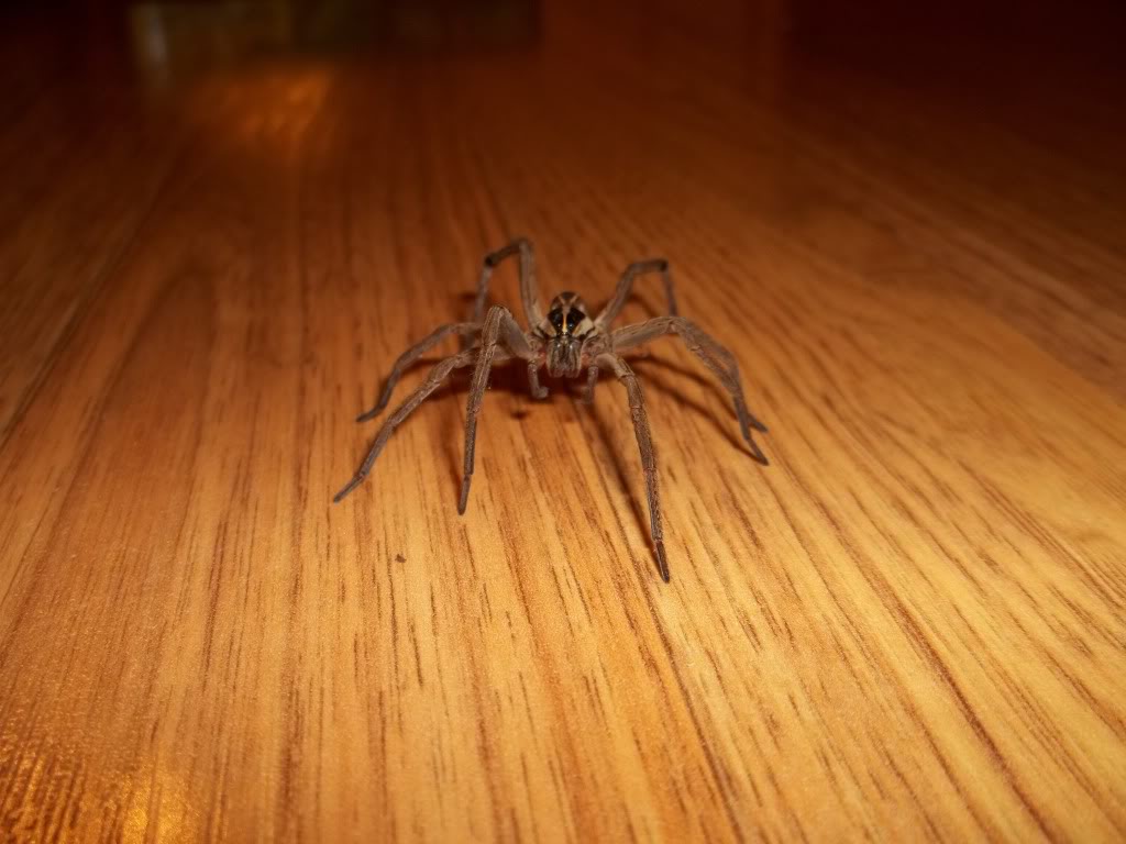 Unknown Wolf Spider