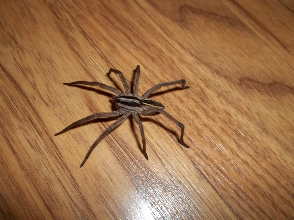 Unknown Wolf Spider