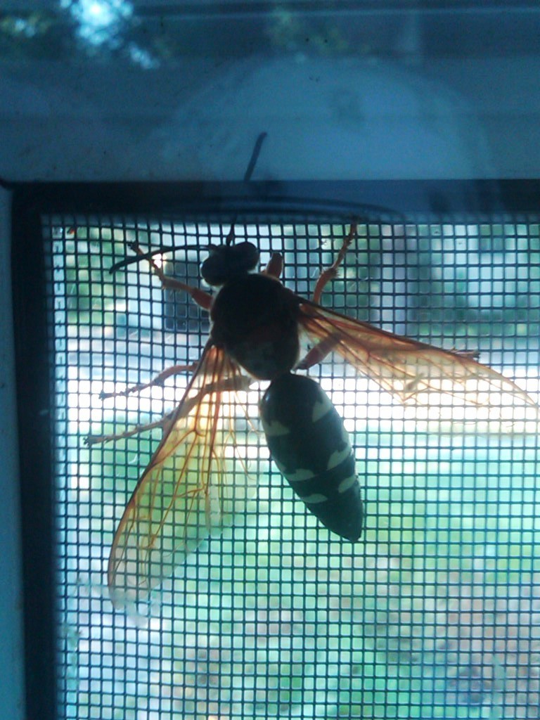 Unkown Hornet