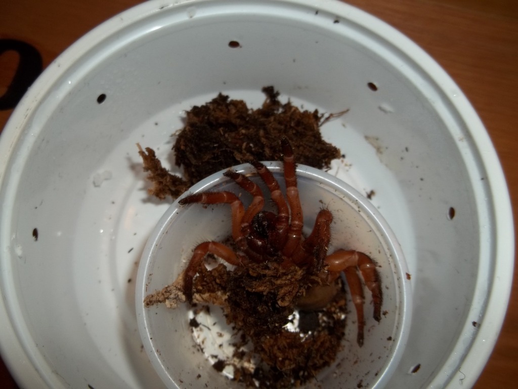 Unpacking Red Trap Door Spider
