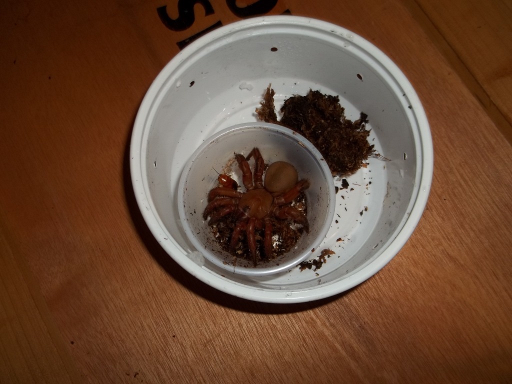 Unpacking Red Trap Door Spider
