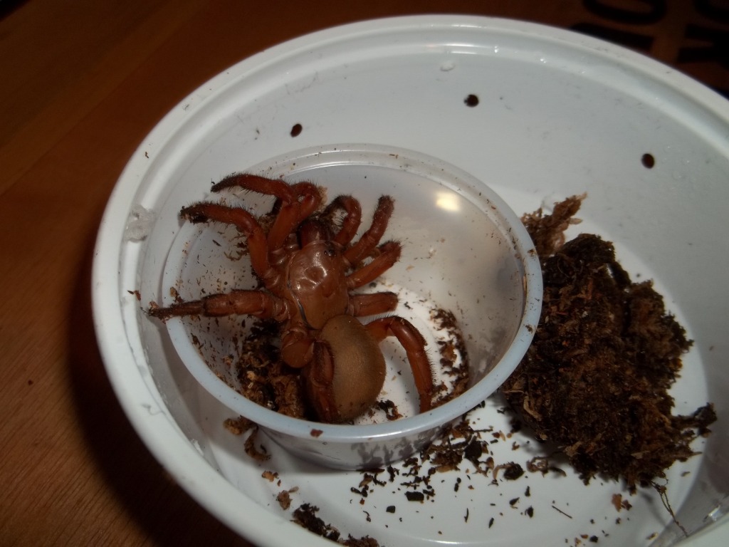 Unpacking Red Trap Door Spider