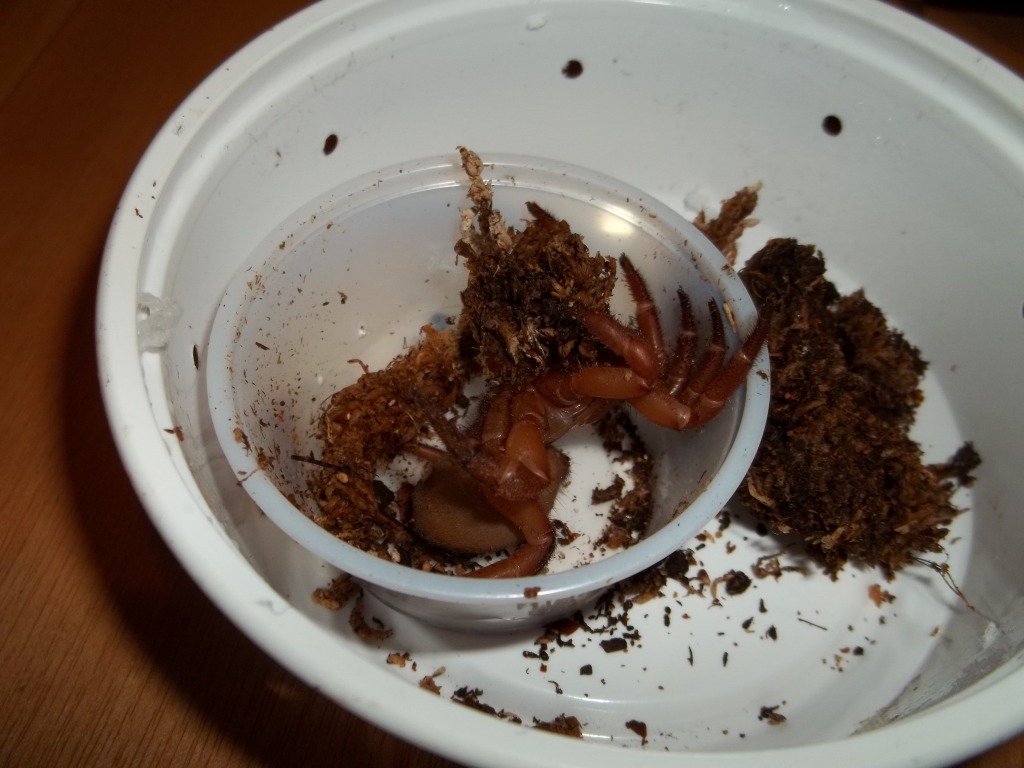 Unpacking Red Trap Door Spider