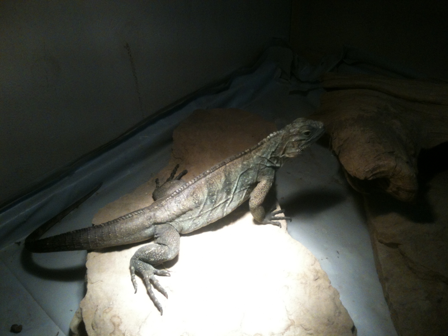 update pics of my high percentage male thanks manny