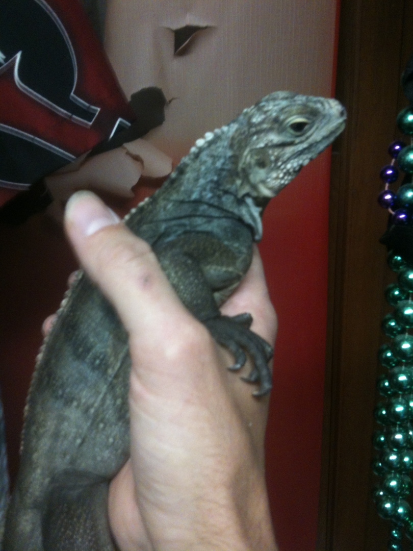 update pics of my high percentage male