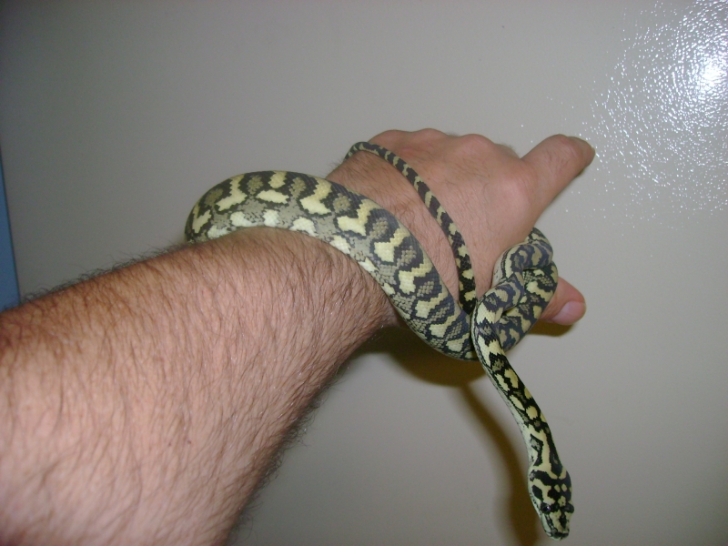 Updated Luci Pic