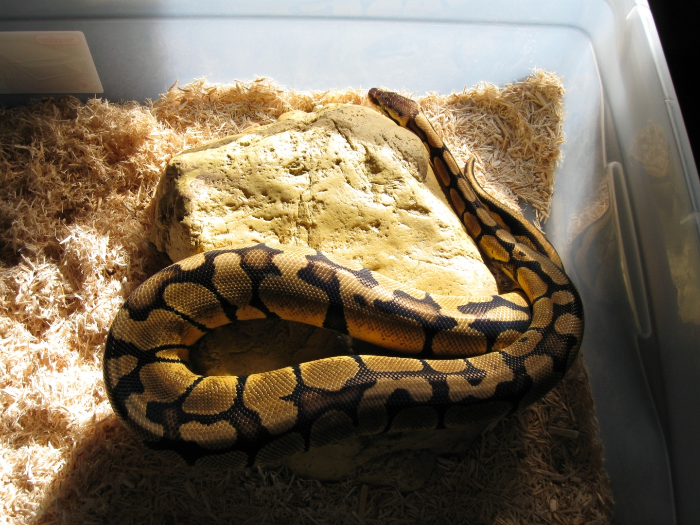 Updated pics of Psyke
