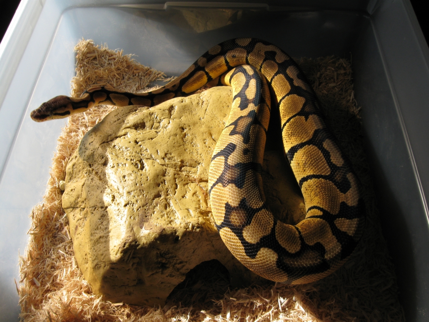 Updated pics of Psyke