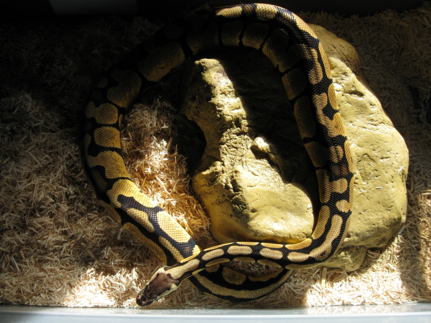 Updated pics of Psyke