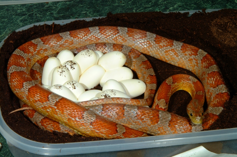 Upper Keys Corn laying eggs