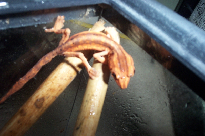 Uroplatus lineatus