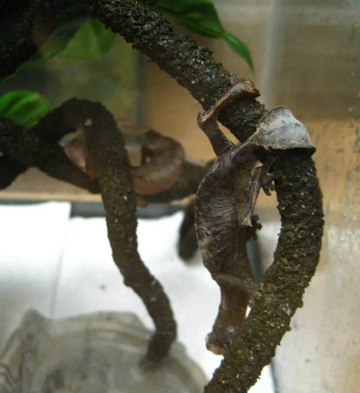 Uroplatus phantasticus Pair