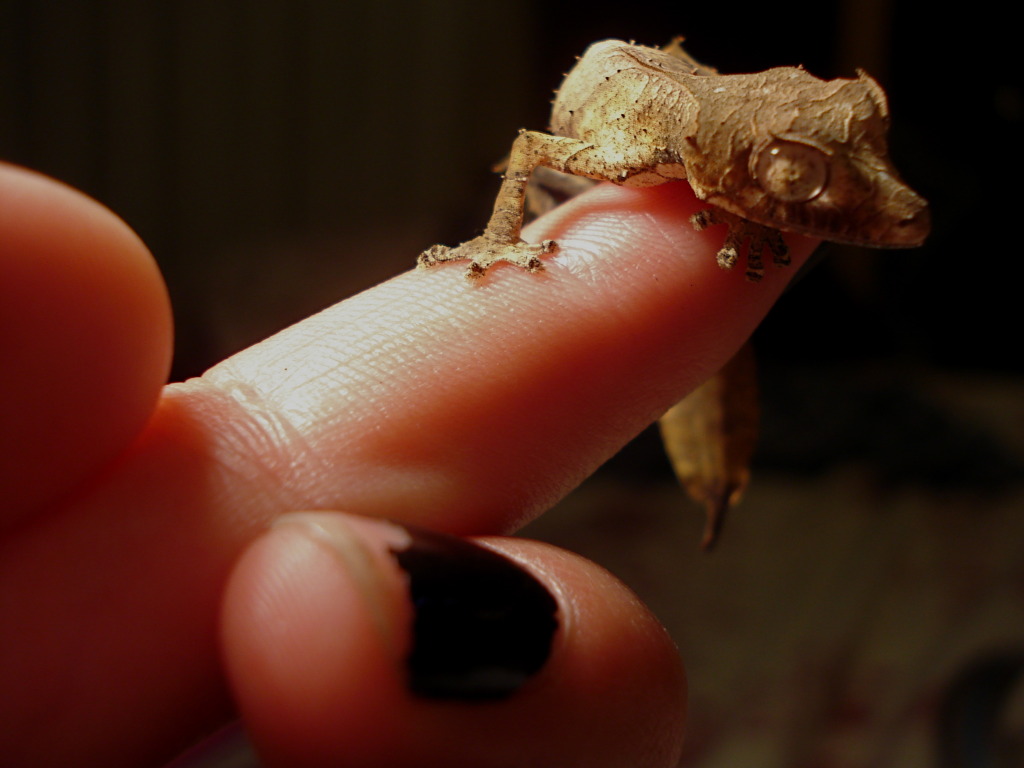 Uroplatus phantasticus