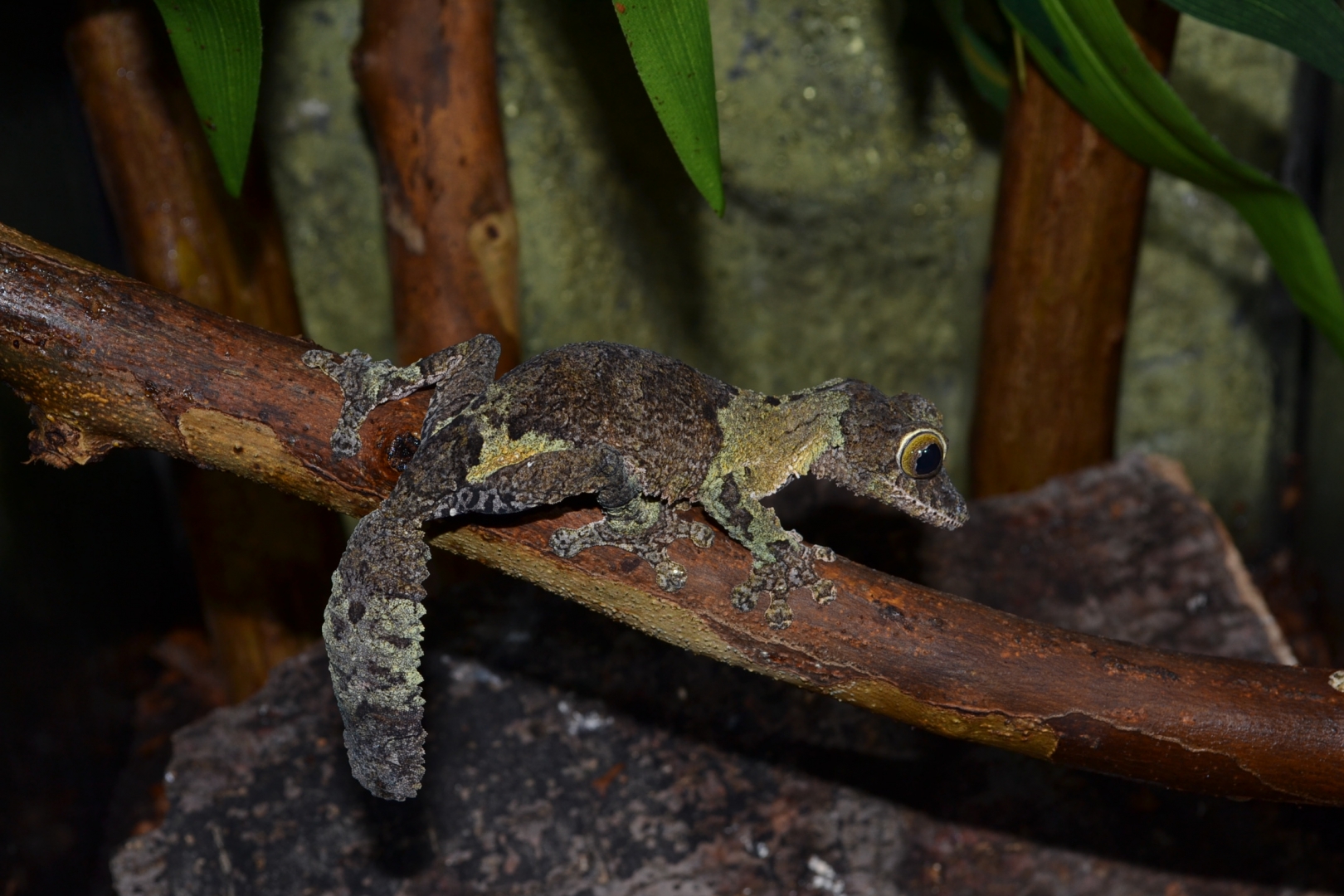 Uroplatus sikorae female