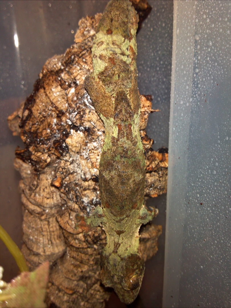Uroplatus Sikorae