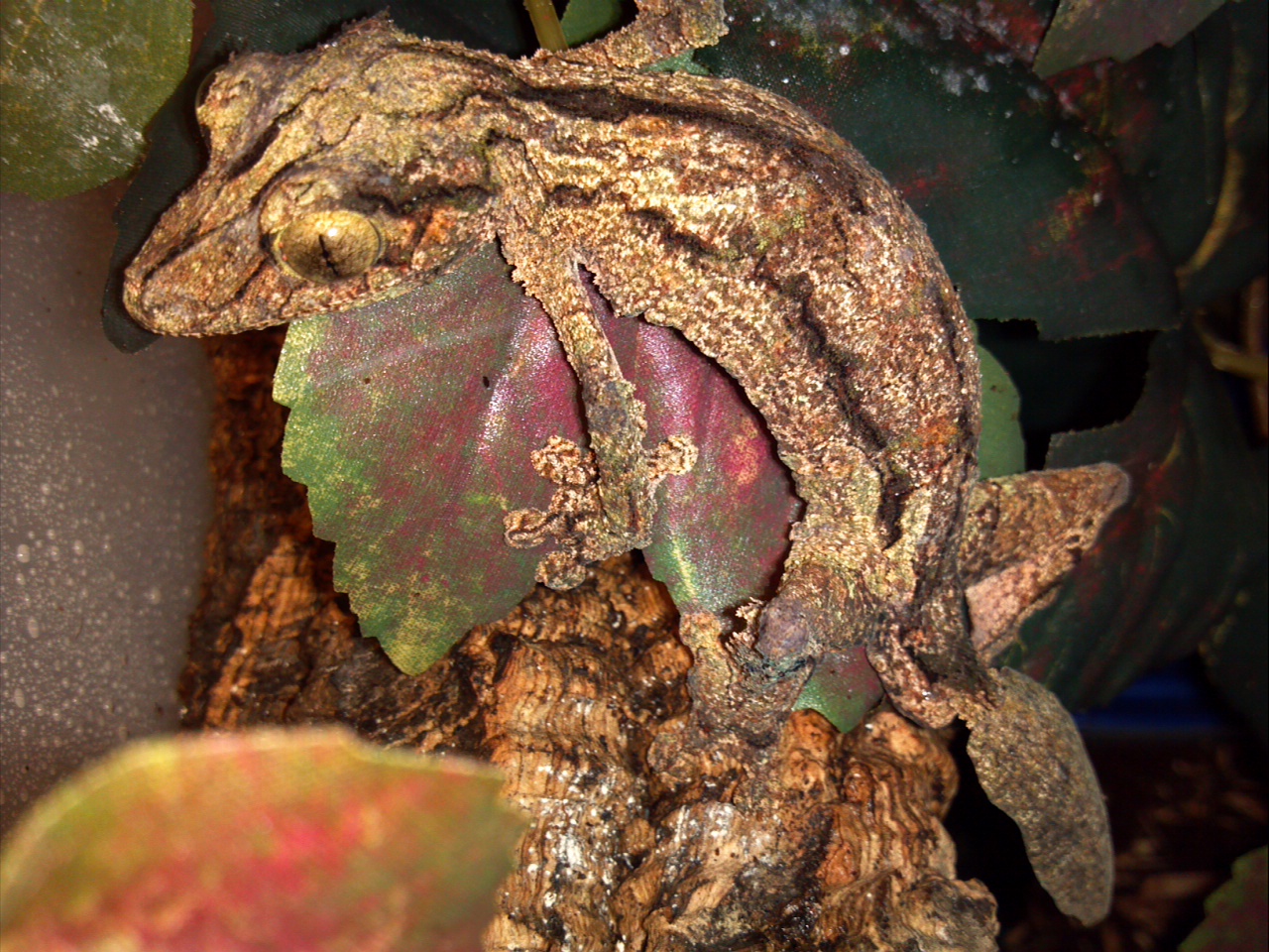 Uroplatus Sikorae