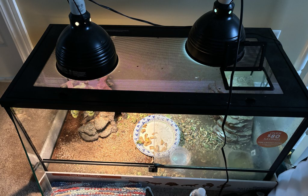 UVB and heat lamp with domes