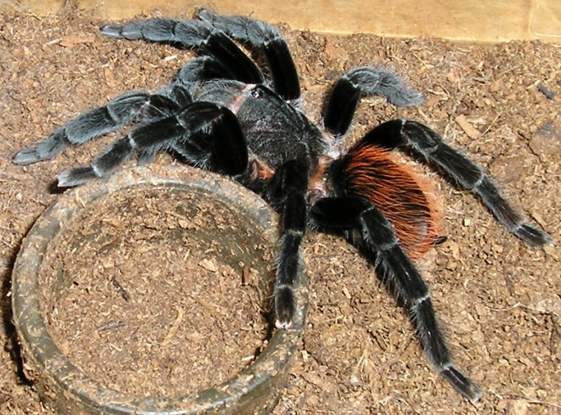 Vagan