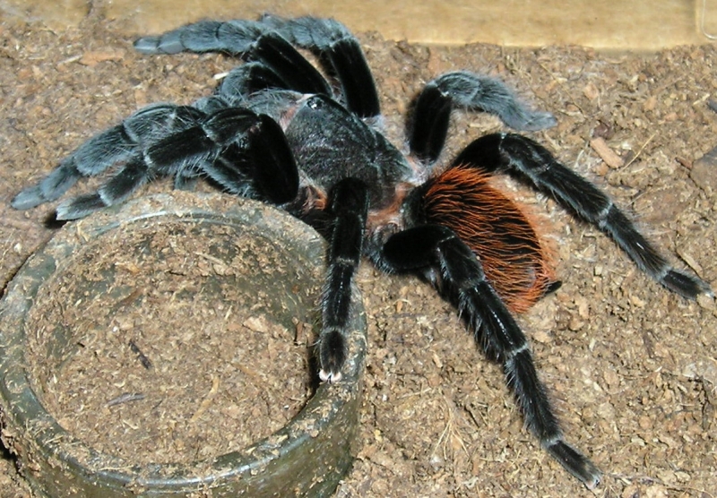 Vagan