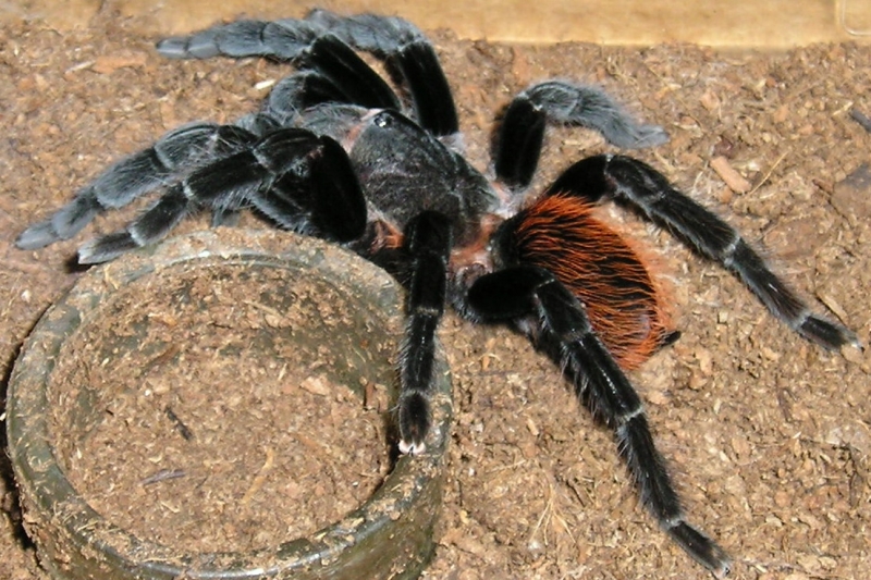 Vagan