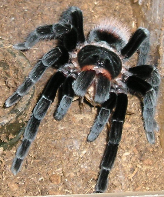 Vagan