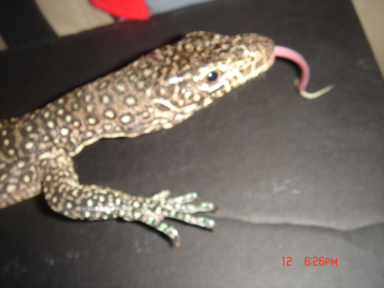 varanus doreanus finschi