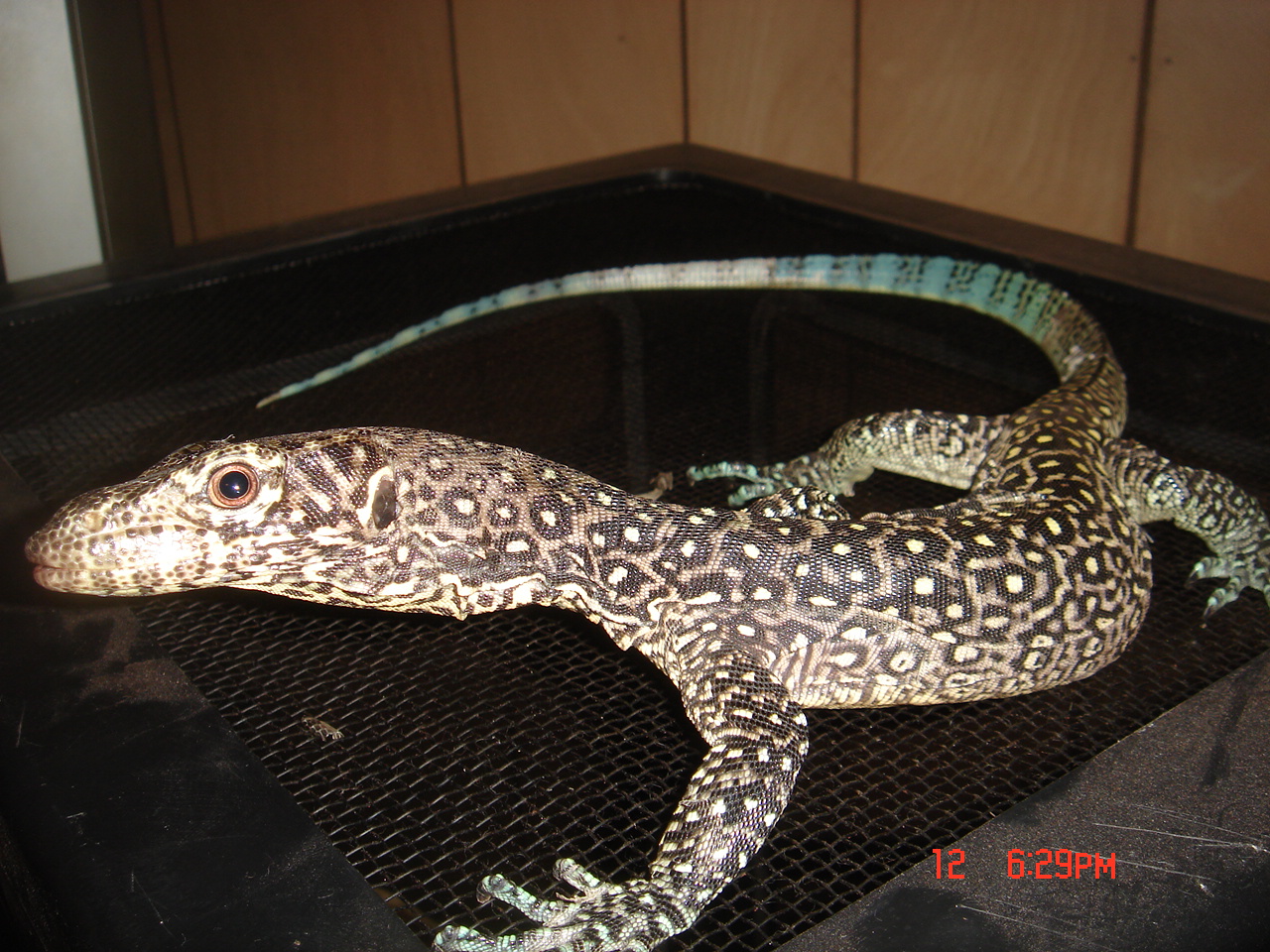varanus doreanus finschi