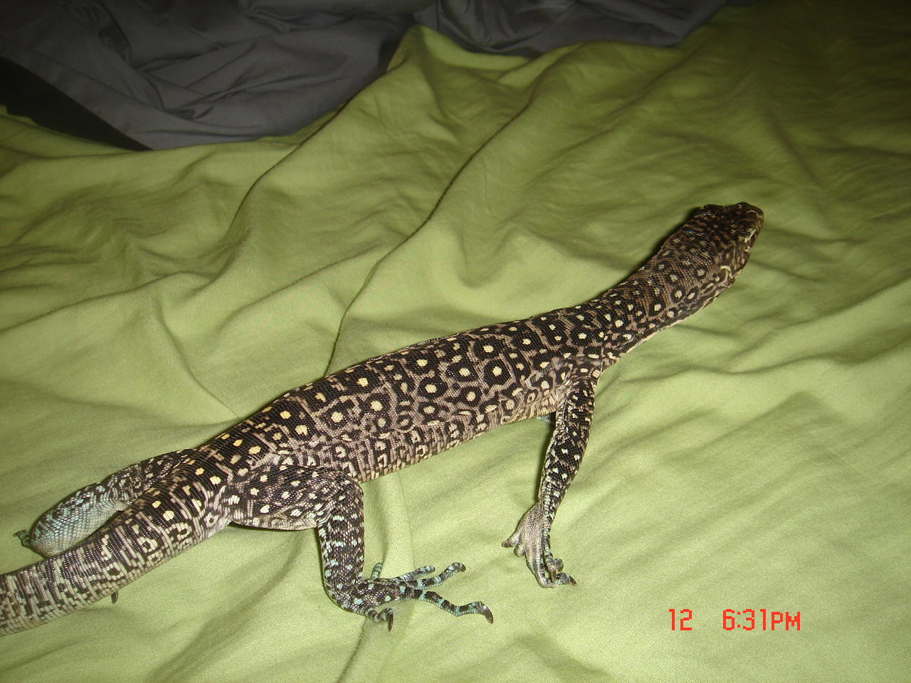 varanus doreanus finschi