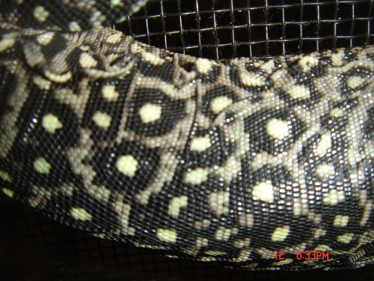 varanus doreanus finschi
