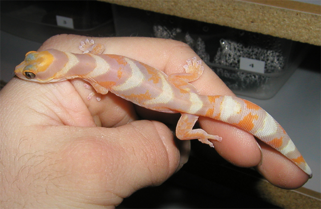 Velvet Gecko