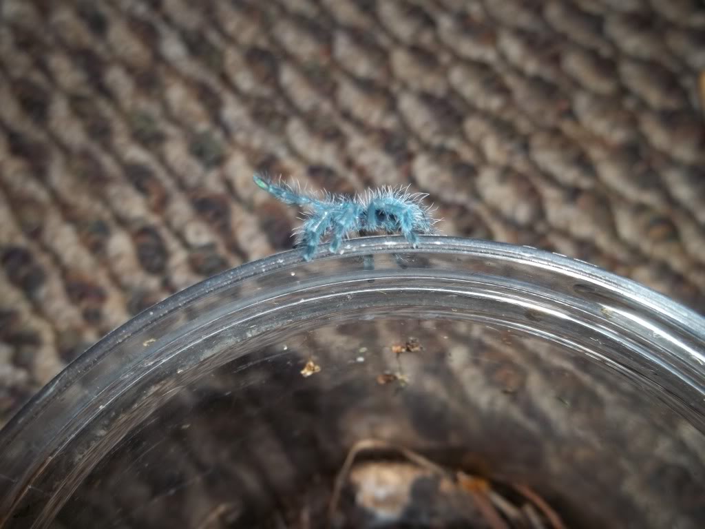 Versicolor Sling
