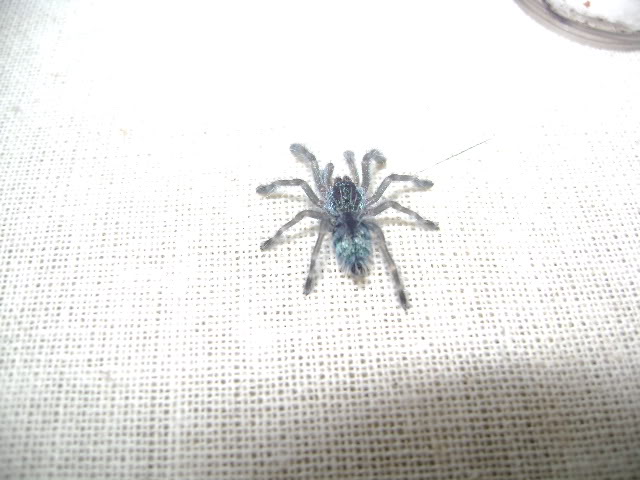 Versicolor Sling