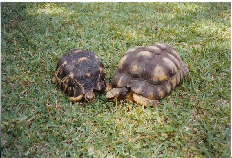 Very Large Radiated Tortoises