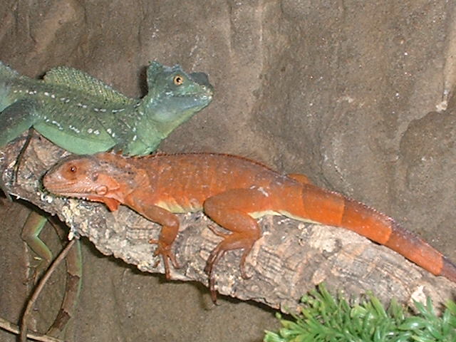 very nice Red Iguana
