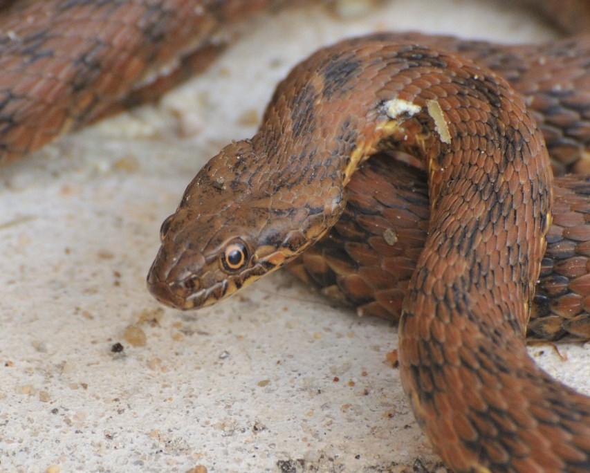 viperine snake (Natrix maura)