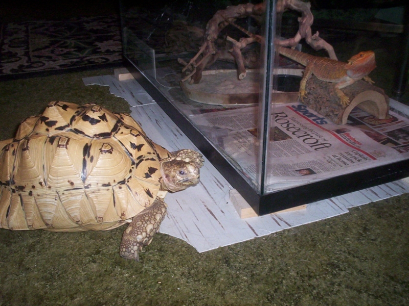 visiting