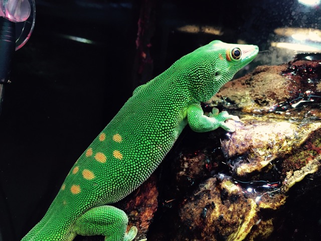 Vivarium and Gecko Needs Great Home!!