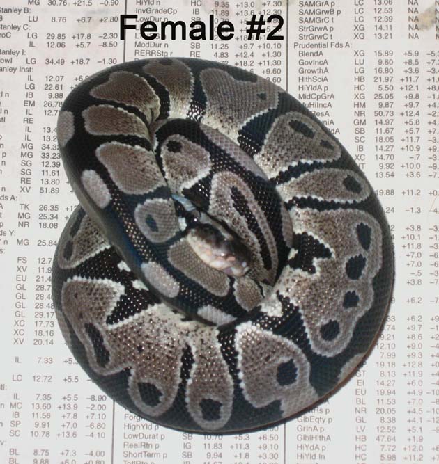 VPI Ax Female 2